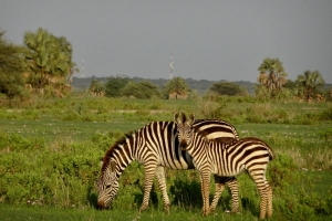 170310 AF Naturreise Tansania