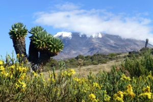 kilimanjaro-august-2013-sel-026